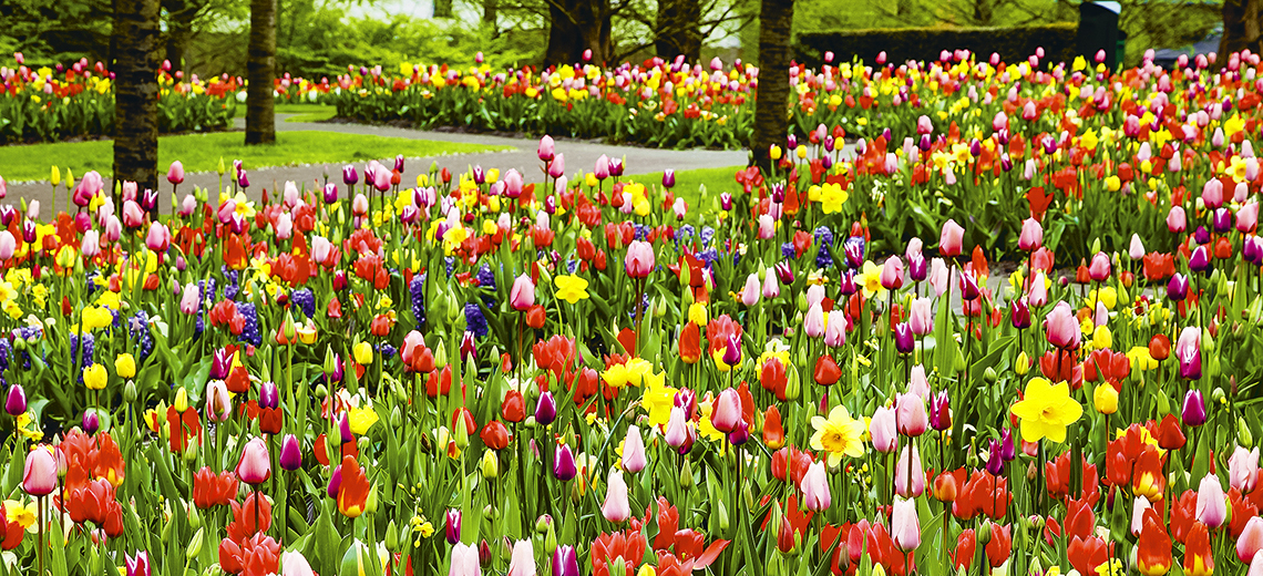 Large tulipani