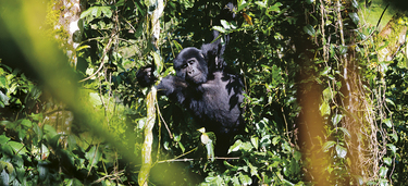 Medium small gorile uganda