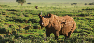 Medium small nosorog rezervat lewa