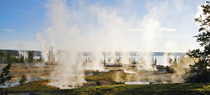 Medium large yellowstone