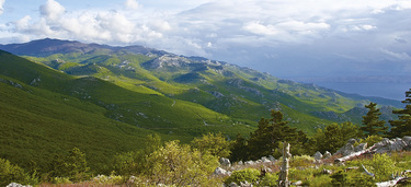 Medium small velebit