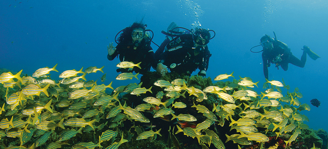Large fernando de noronha
