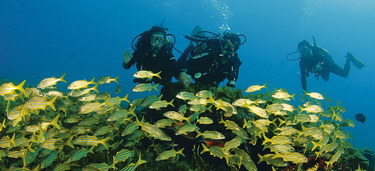 Medium small fernando de noronha