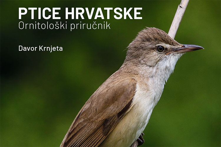 News ptice hrvatske ornitoloski prirucnik novosti 1