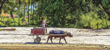 Medium small marajo