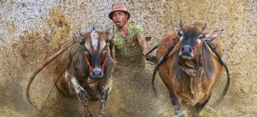 Medium small pacu jawi