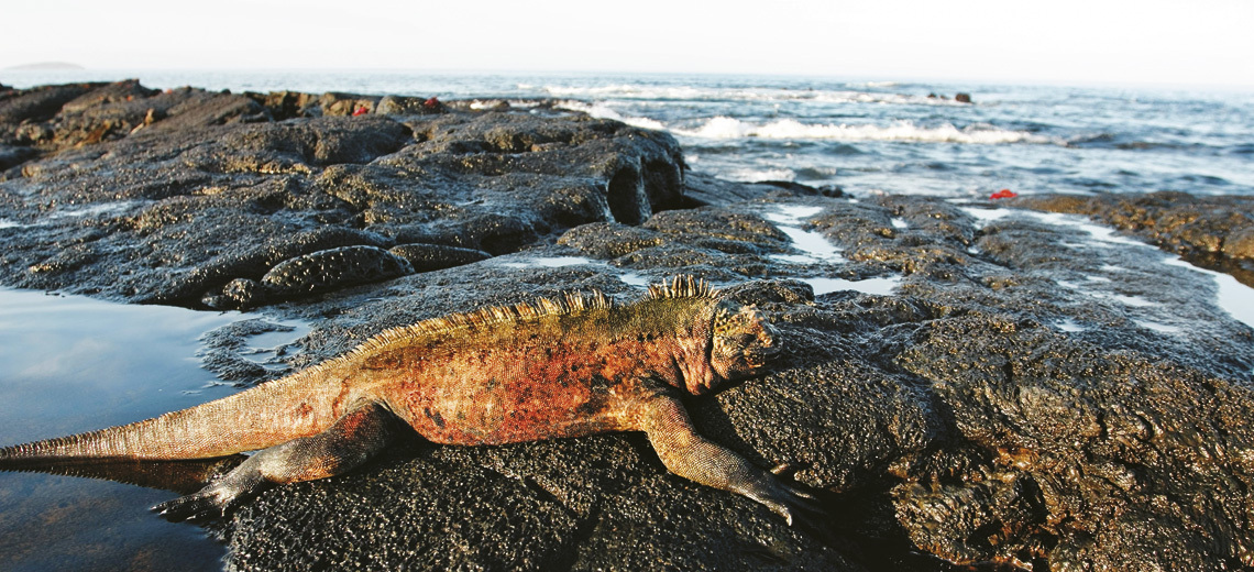 Large galapagos