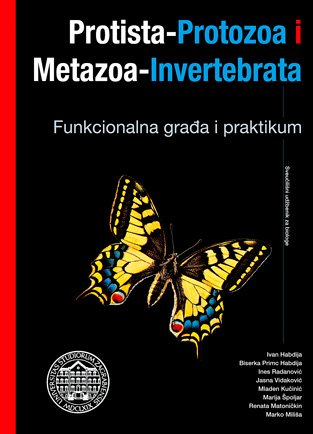 Protozoa metazoa