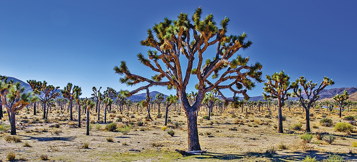 Large joshua tree