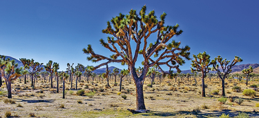 Medium small joshua tree